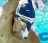 Трубка фронтальная Focus  Phelps